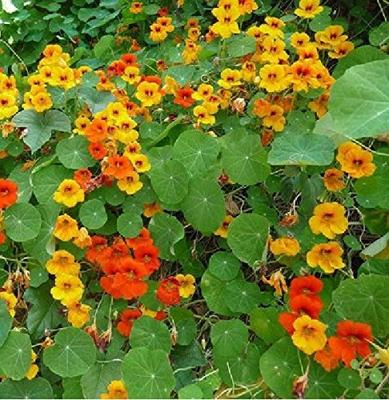 Tropaeolum zaden Tom Thumb Oost-Indische kers