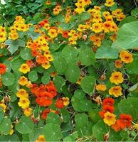 Lage enkele Oost-Indische kers bloemzaden – Oost-Indische kers Tom Thumb mix - thumbnail