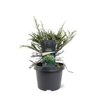 Sequoia sempervirens Adpressa 30-40 cm Conifeer Kustmammoetboom Warentuin Natuurlijk - Warentuin natuurlijk - thumbnail