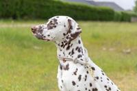 TRIXIE Soft Rope 1984019 Hondenriem, M-L 1,0 m/10 mm, grijs, robuuste lange hondenriem van touw met Trigger Snap Hook, voor middelgrote honden, zacht en rond materiaal, met polsband - thumbnail