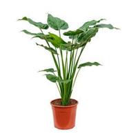 Alocasia cucullata M kamerplant - thumbnail