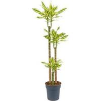 Dracaena steudneri sol M kamerplant - thumbnail