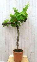 Druifboom 150 cm Vitis Warentuin Natuurlijk - Warentuin natuurlijk - thumbnail
