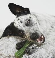 SYTA MICHA Kauwbot met frisse adem - hondenkauwbot - 13,5 cm - thumbnail