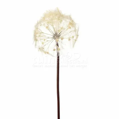 Dandelion Dandelion