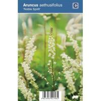 Geitenbaard (aruncus aethusifolius "Noble Spirit") schaduwplant - 12 stuks - thumbnail