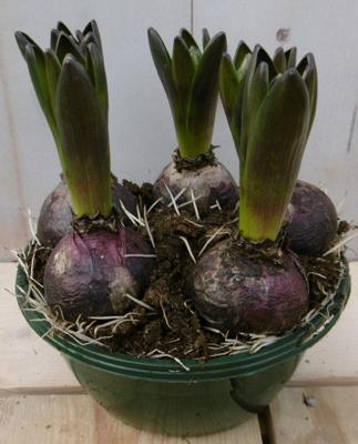 3 stuks! Bolletjes Hyacint blauw in schaaltje Voorjaarsbollen Warentuin Natuurlijk - Warentuin natuurlijk