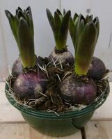 3 stuks! Bolletjes Hyacint blauw in schaaltje Voorjaarsbollen Warentuin Natuurlijk - Warentuin natuurlijk - thumbnail