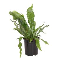 Krokodillenvaren (Microsorum Crocodyllus) P 17 cm - thumbnail