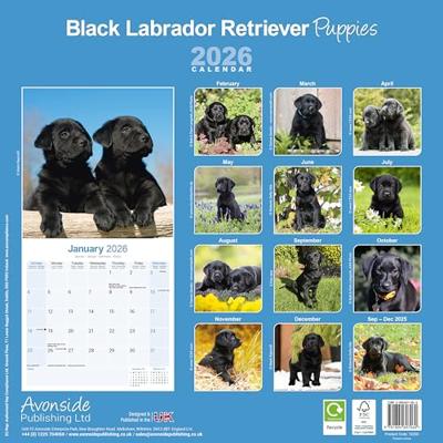 Labrador Retriever Zwart Puppies Kalender 2026 Labrador Retriever Zwart Puppies Kalender 2026