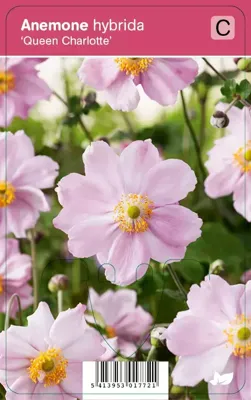 Herfstanemoon (anemone hybrida "Queen Charlotte") najaarsbloeier - 12 stuks