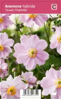 Herfstanemoon (anemone hybrida "Queen Charlotte") najaarsbloeier - 12 stuks - thumbnail
