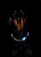 ROGZ FOR DOGS LUMBERJACK CHOKER ORANJE 25 MMX43-73 CM - thumbnail