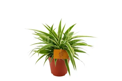 Eden Collection - Chlorophytum Comosum Ocean