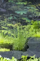 Waterplant Juncus effusus 'Spiralis' - thumbnail
