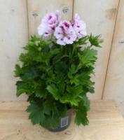 2 stuks! Franse Geranium tweekleurig wit Pelargonium Warentuin Natuurlijk - Warentuin natuurlijk - thumbnail