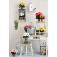 Mica Decoration Kunstplant - begonia - wit - in pot - 25 cm - thumbnail