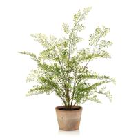 Adianthum fern - thumbnail