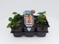 Stokroos - thumbnail