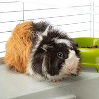 FERPLAST Casita 80 - kooi voor cavia en konijn - thumbnail