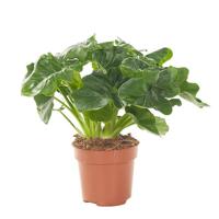 Philodendron Atom - P 12 cm - thumbnail