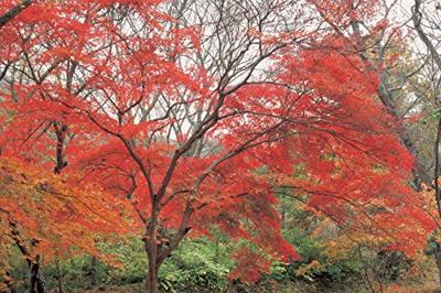 Hoya Kleurenfilter Ra54 (Red Enhancer) - 55mm