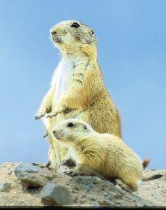 Animal Essences Prairie dog (prairiehond) 30 Milliliter Animal Essences Prairie dog (prairiehond) 30 Milliliter