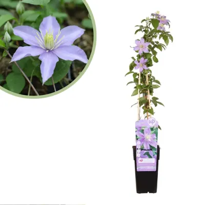 Clematis Justa - Bosrank - P15 Clematis Justa - Bosrank - P15