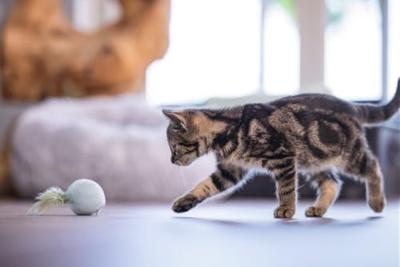 Beeztees Kitten Bal met Veer Rizo groen kattenspeelgoed