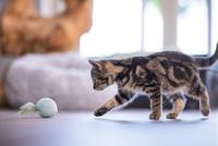 Beeztees Kitten Bal met Veer Rizo groen kattenspeelgoed - thumbnail
