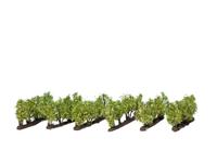 NOCH 21545 Wijnranken, 16 mm hoog (24 stuks) Lasercut model - thumbnail