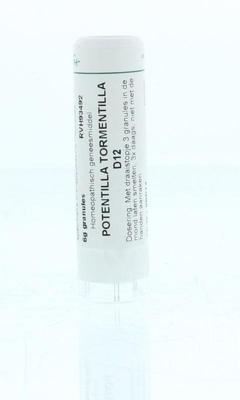 Homeoden Heel Potentilla tormentilla D12 6 Gram Homeoden Heel Potentilla tormentilla D12 6 Gram