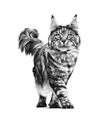 Royal Canin Expert Neutered Balance | 12 x 85 g | Compleet voer voor katten | nat voer voor gecastreerde volwassen katten of met neiging tot gewichtstoename