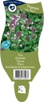 Tijm kruid Thymus vulgare Tabor Griffioen - Griffioen - thumbnail