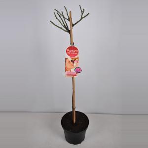 Grootbloemige roos op stam Parfum de Nature (rosa "Beverly"®) - Op stam 90 cm - 1 stuks