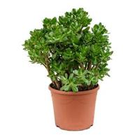 Crassula ovata L kamerplant - thumbnail