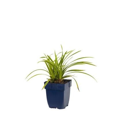 Carex morrowi Ice Dance vaste plant Griffioen - Griffioen Carex morrowi Ice Dance vaste plant Griffioen - Griffioen