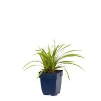 Carex morrowi Ice Dance vaste plant Griffioen - Griffioen - thumbnail