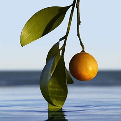 Hugo Boss Bottled Infinite Eau de Parfum 50ml Hugo Boss Bottled Infinite Eau de Parfum 50ml