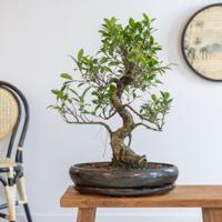 Bonsai Ficus Retusa met keramieken schaal - P40 - thumbnail