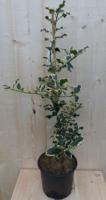 Hulst witbont 80 cm Ilex Warentuin Natuurlijk - Warentuin natuurlijk - thumbnail