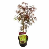 Japanse esdoorn (Acer palmatum "Inaba Shidare") heester - 50-60 cm - 1 stuks - thumbnail