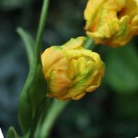 Kunst Tulpenbos RT 40cm Geel - thumbnail