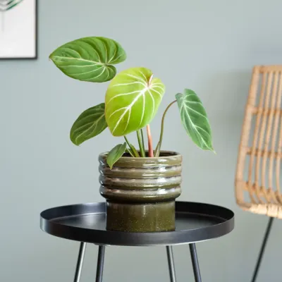 Philodendron Gloriosum - P15 Philodendron Gloriosum - P15