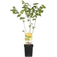 Hazelaar (corylus avellana “Cosford”) notenboom - thumbnail