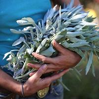 Jiri & Friends Wierook White Sage - thumbnail