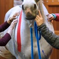 VETKIN Medical Taping Concept Kinesiology Taping voor paarden | Pijnverlichting en revalidatie bij paarden | Uitgebreid boek voor professionals - thumbnail