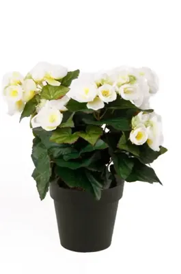 Kunstplant Begonia Creme in pot - 11cm