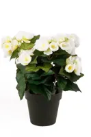 Kunstplant Begonia Creme in pot - 11cm - thumbnail