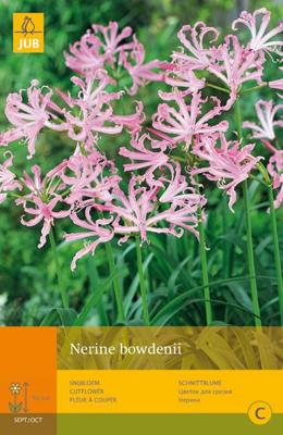 Nerine bowdenii 2st bloembol zomer JUB - Jub